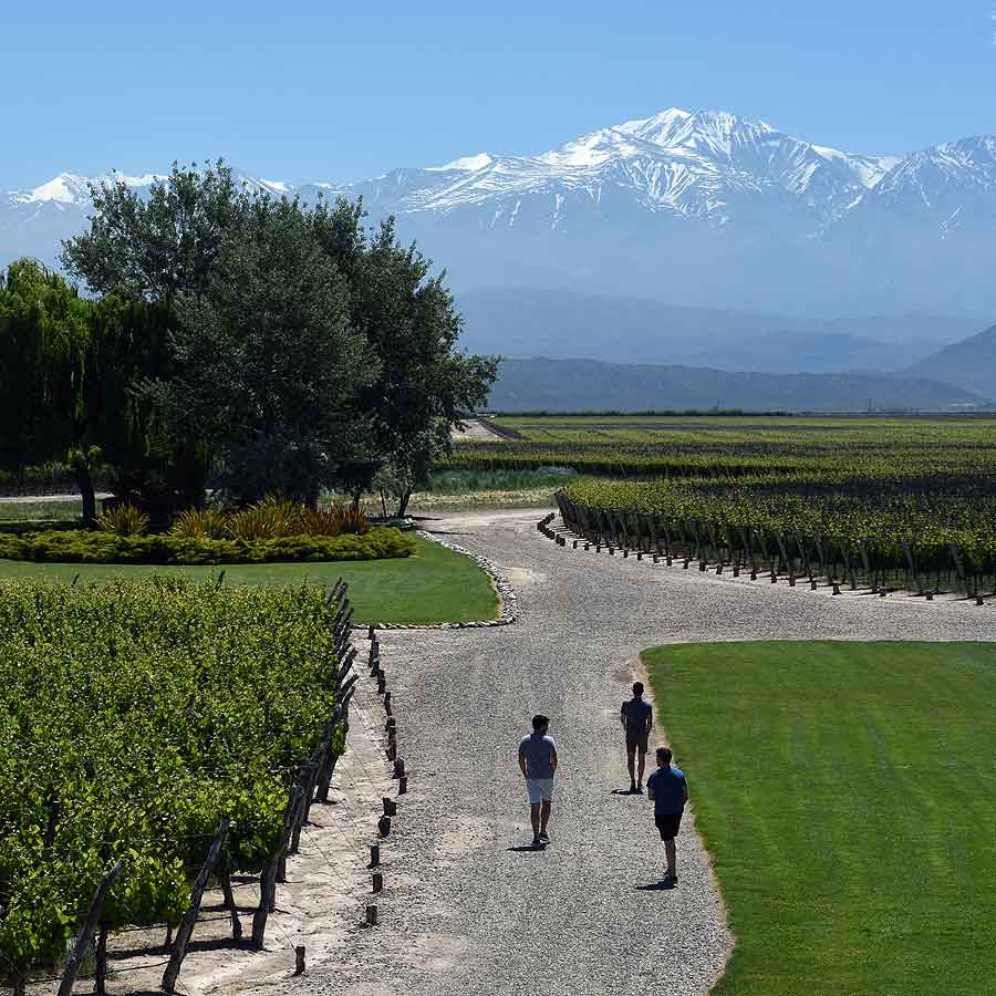 Guests walking through Lujan de Cuyo vineyard
